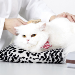 Cat Grooming