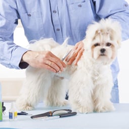 Dog Grooming