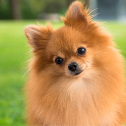 Pomeranian Dog